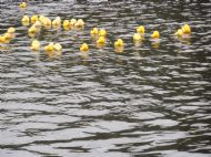 ... and more ducks